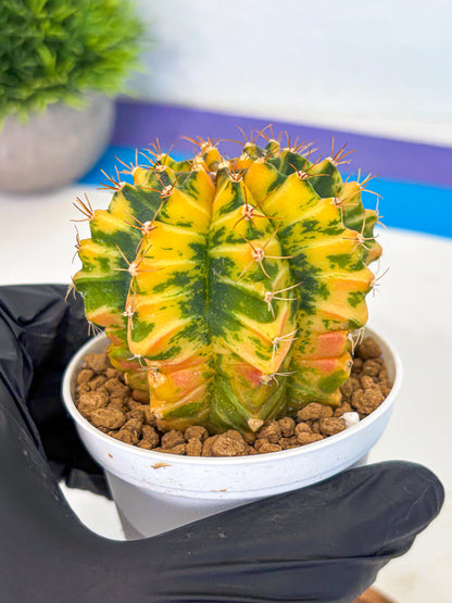 Gymnocalycium Starlight (gy6) (g3) | Rare Hybrid cactus