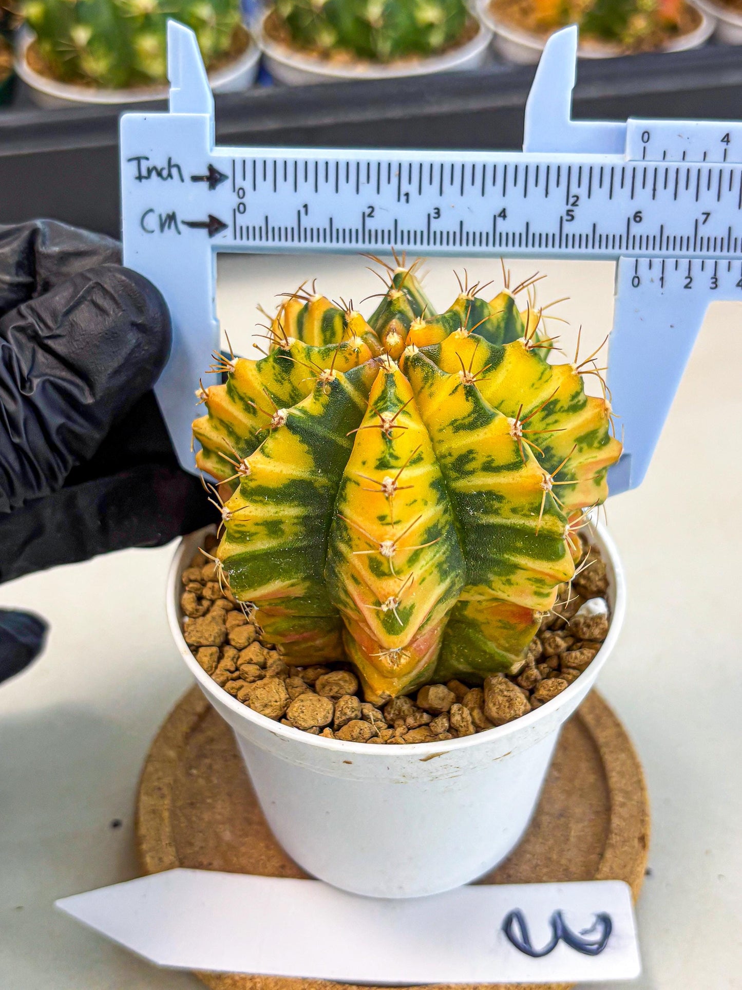 Gymnocalycium Starlight (gy6) (g3) | Rare Hybrid cactus