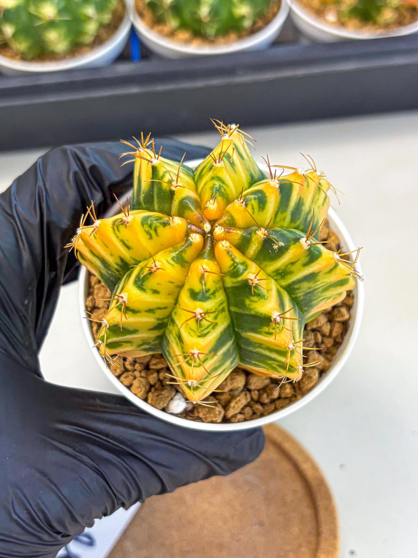 Gymnocalycium Starlight (gy6) (g3) | Rare Hybrid cactus