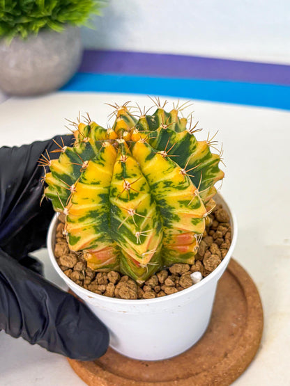 Gymnocalycium Starlight (gy6) (g3) | Rare Hybrid cactus
