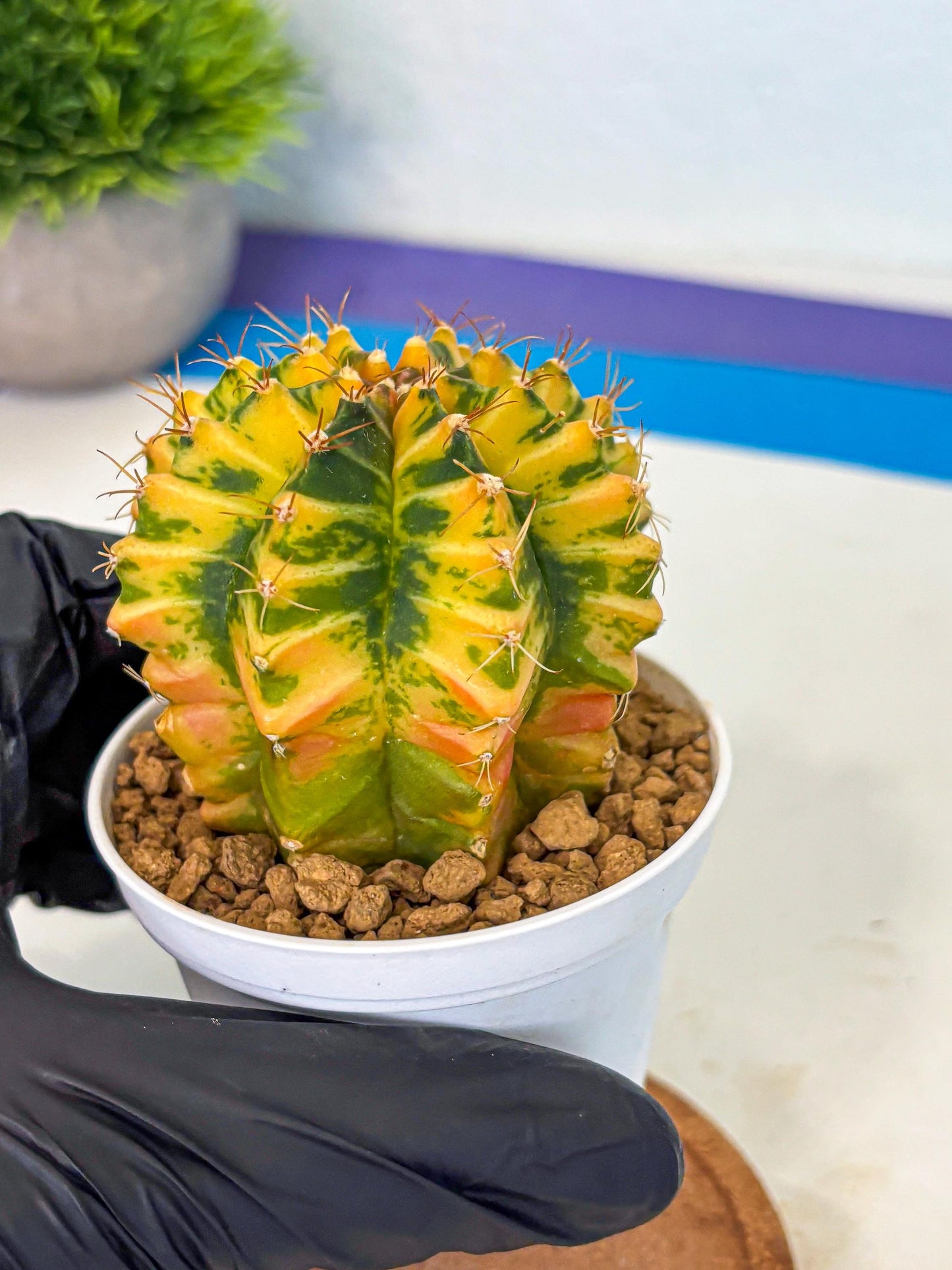 Gymnocalycium Starlight (gy6) (g3) | Rare Hybrid cactus