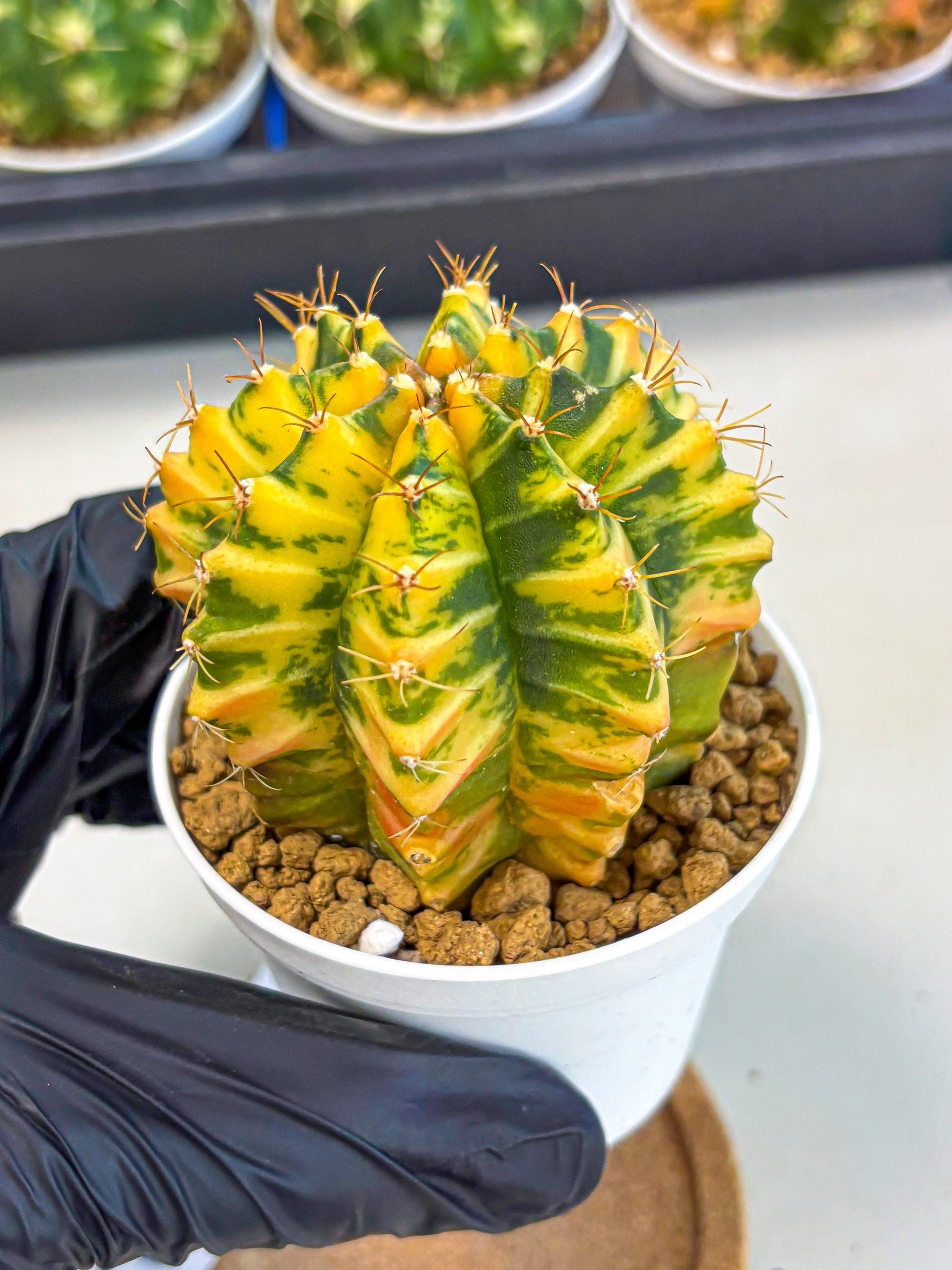 Gymnocalycium Starlight (gy6) (g3) | Rare Hybrid cactus