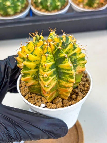 Gymnocalycium Starlight (gy6) (g3) | Rare Hybrid cactus