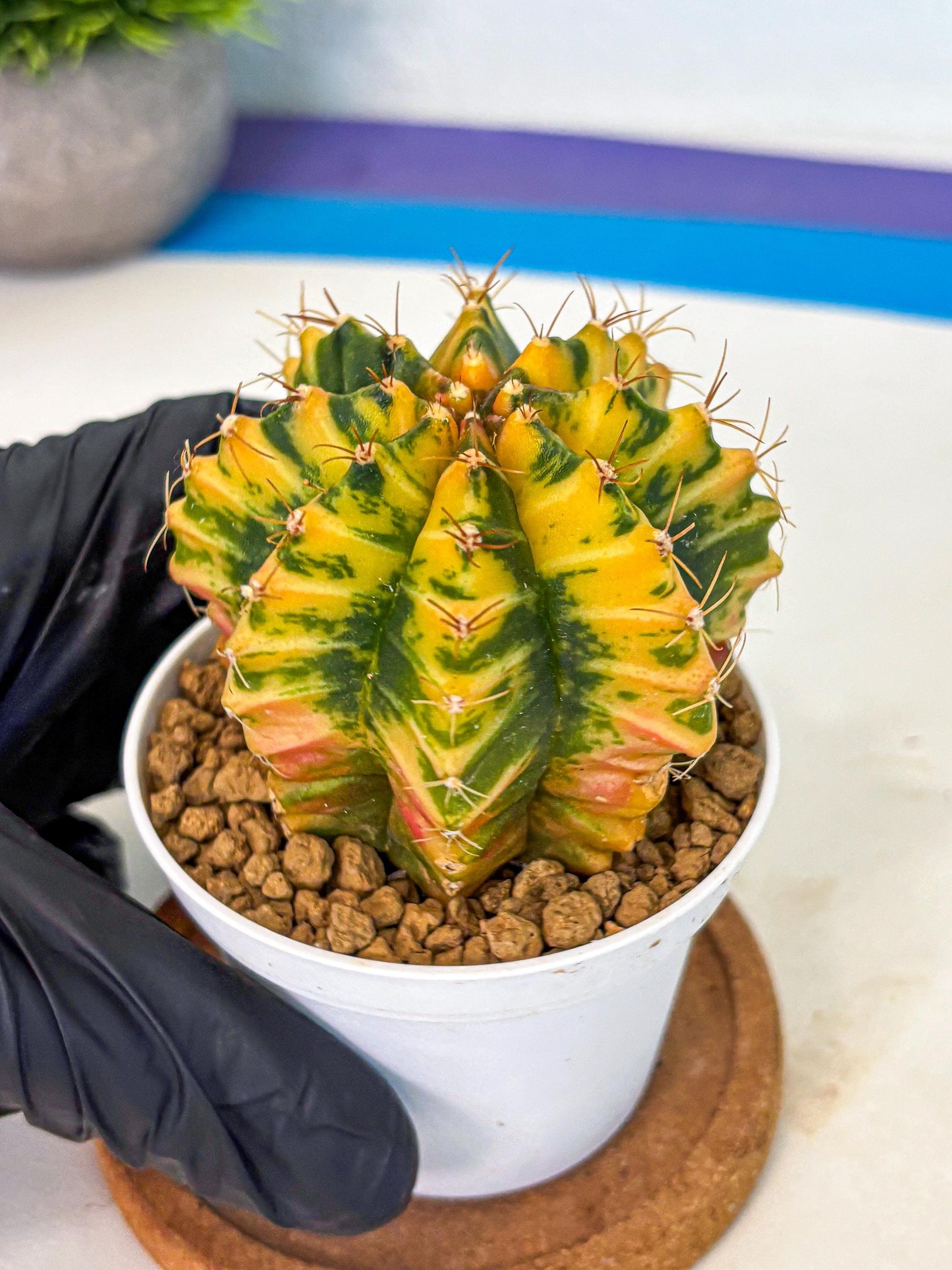 Gymnocalycium Starlight (gy6) (g3) | Rare Hybrid cactus