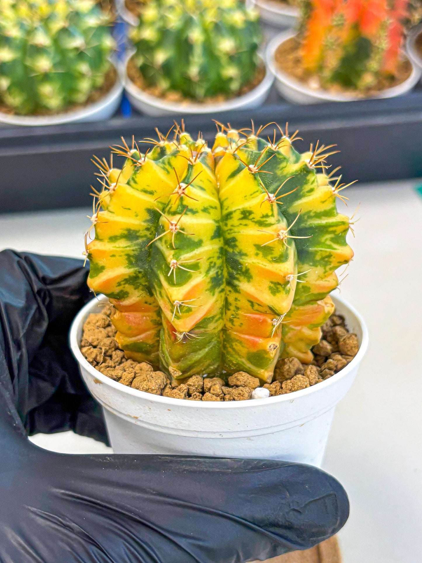 Gymnocalycium Starlight (gy6) (g3) | Rare Hybrid cactus