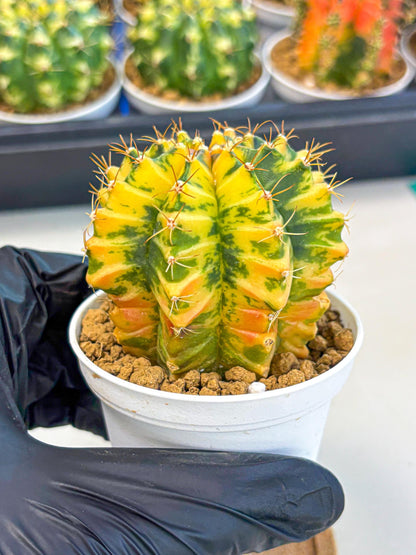Gymnocalycium Starlight (gy6) (g3) | Rare Hybrid cactus