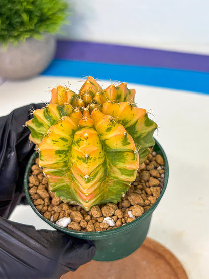 Gymnocalycium Starlight (gy6) (g4) | Rare Hybrid cactus