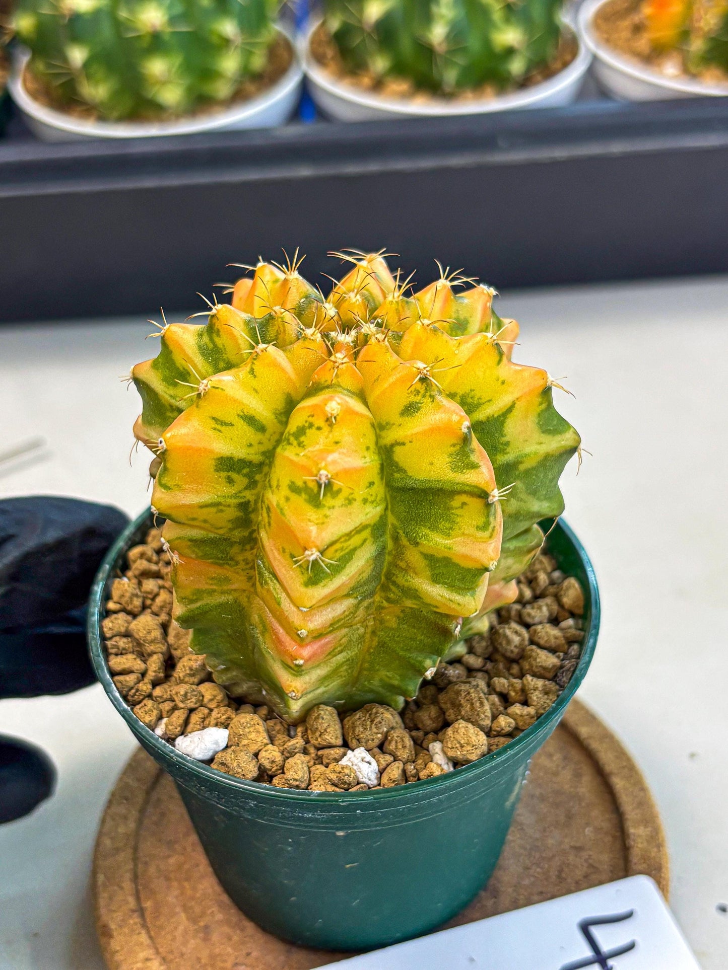 Gymnocalycium Starlight (gy6) (g4) | Rare Hybrid cactus