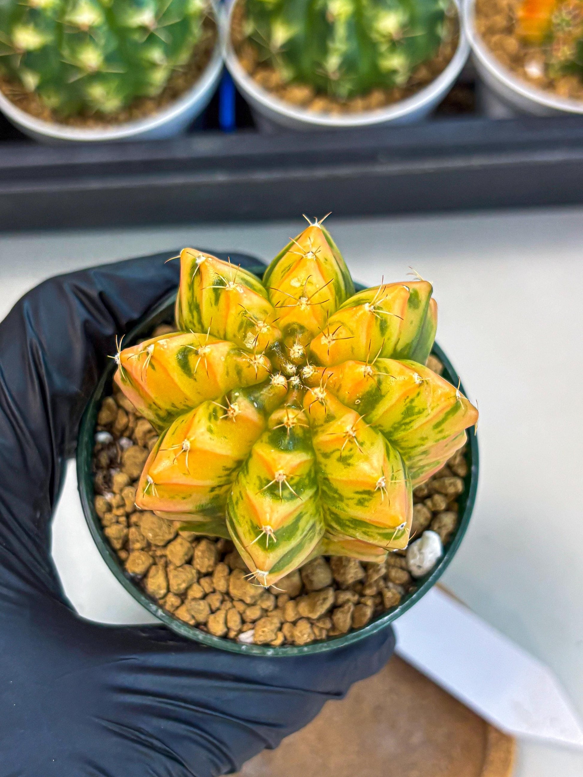 Gymnocalycium Starlight (gy6) (g4) | Rare Hybrid cactus
