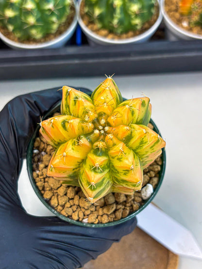 Gymnocalycium Starlight (gy6) (g4) | Rare Hybrid cactus
