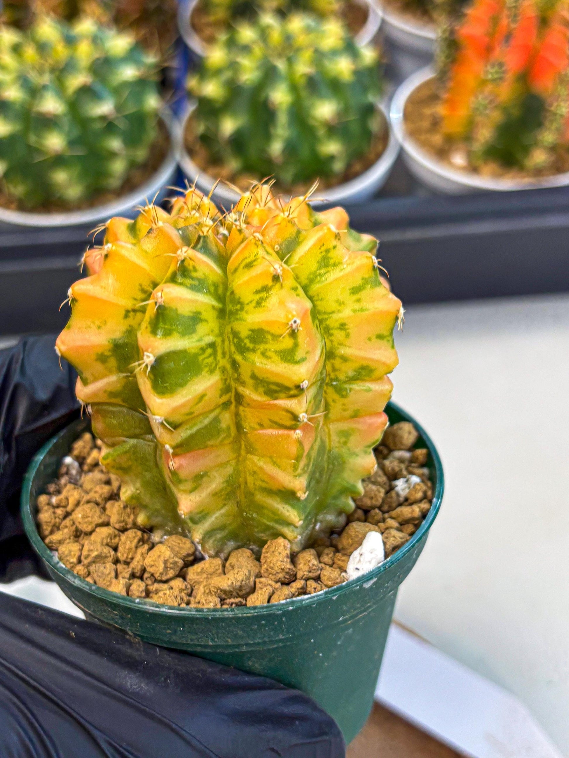 Gymnocalycium Starlight (gy6) (g4) | Rare Hybrid cactus