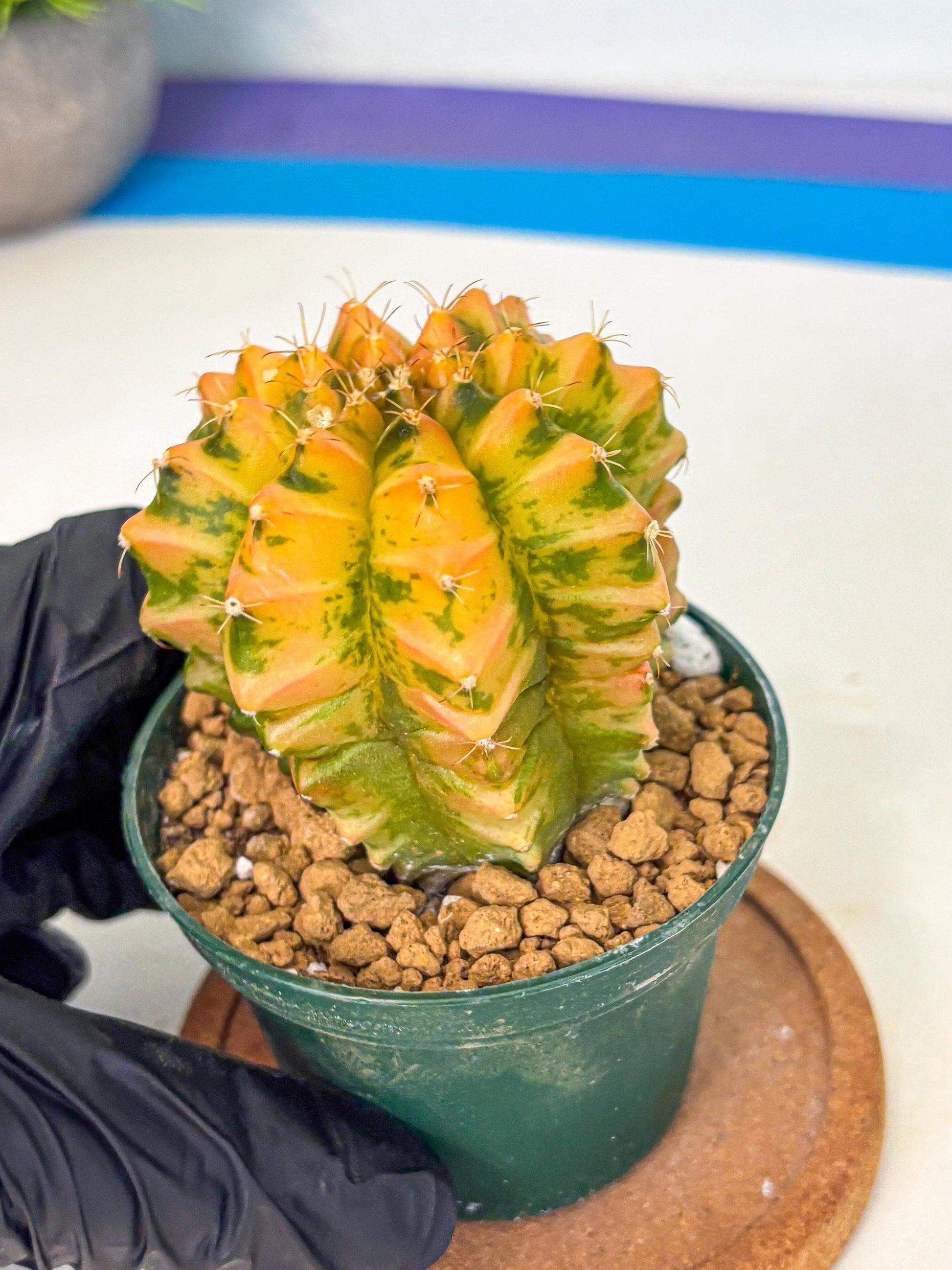 Gymnocalycium Starlight (gy6) (g4) | Rare Hybrid cactus