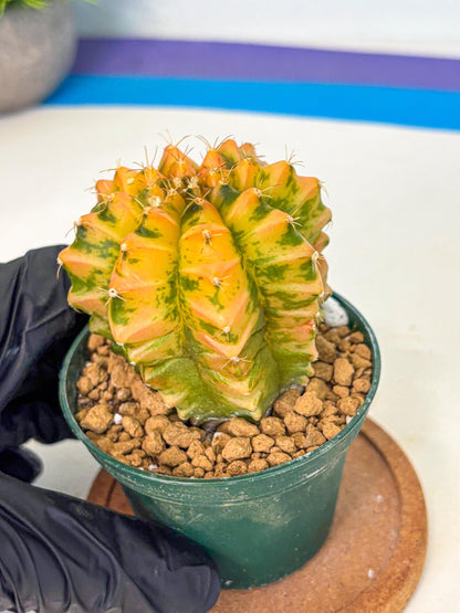 Gymnocalycium Starlight (gy6) (g4) | Rare Hybrid cactus