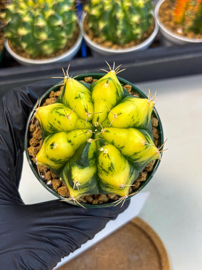 Gymnocalycium Moon Lover (gy6) (g5) | Special Hybrid cactus