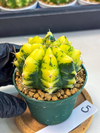 Gymnocalycium Moon Lover (gy6) (g5) | Special Hybrid cactus