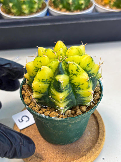 Gymnocalycium Moon Lover (gy6) (g5) | Special Hybrid cactus