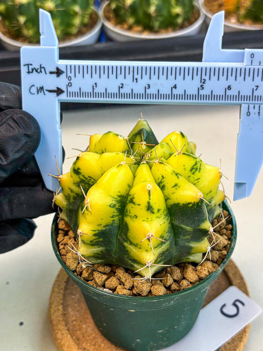Gymnocalycium Moon Lover (gy6) (g5) | Special Hybrid cactus