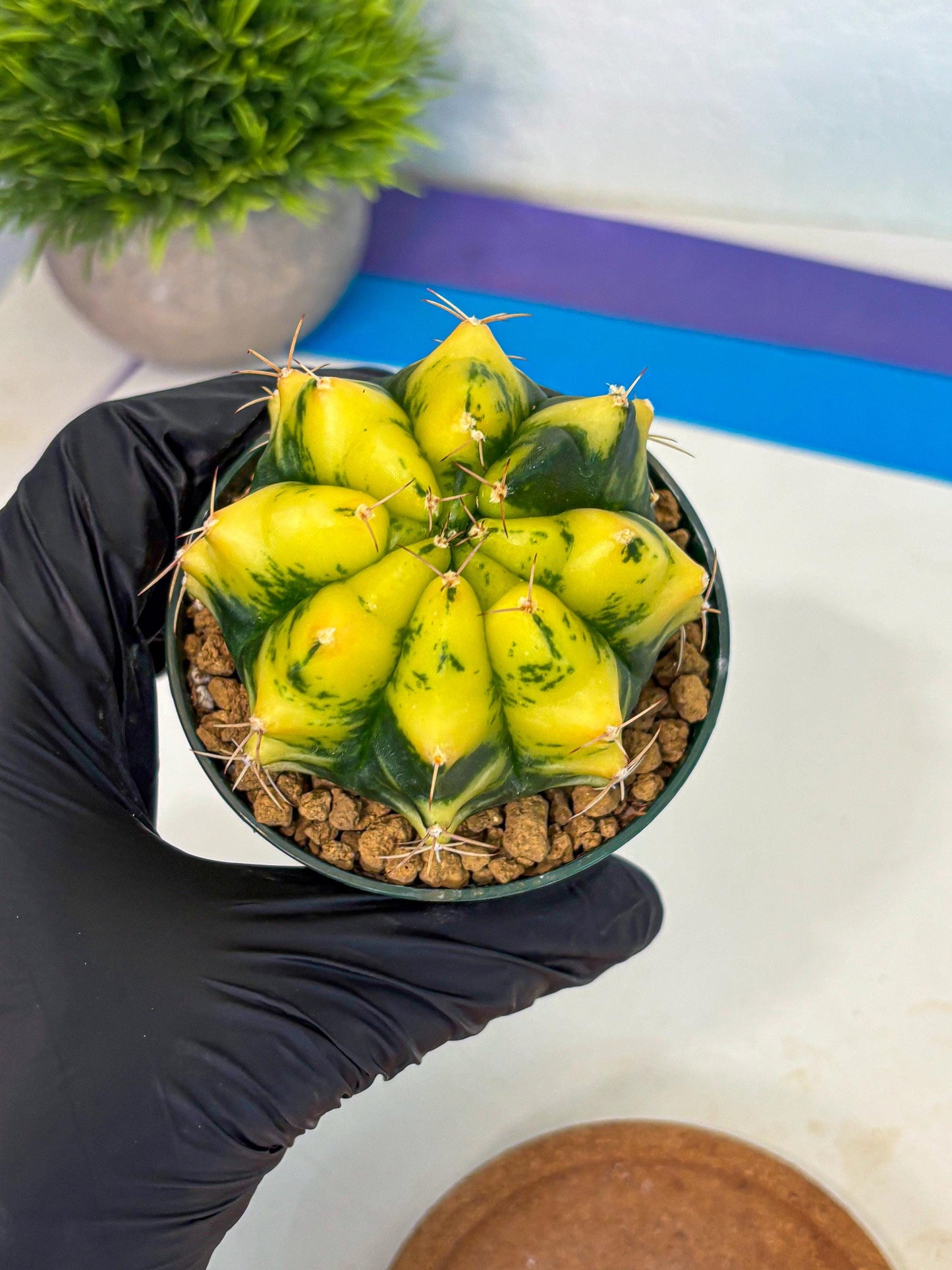 Gymnocalycium Moon Lover (gy6) (g5) | Special Hybrid cactus
