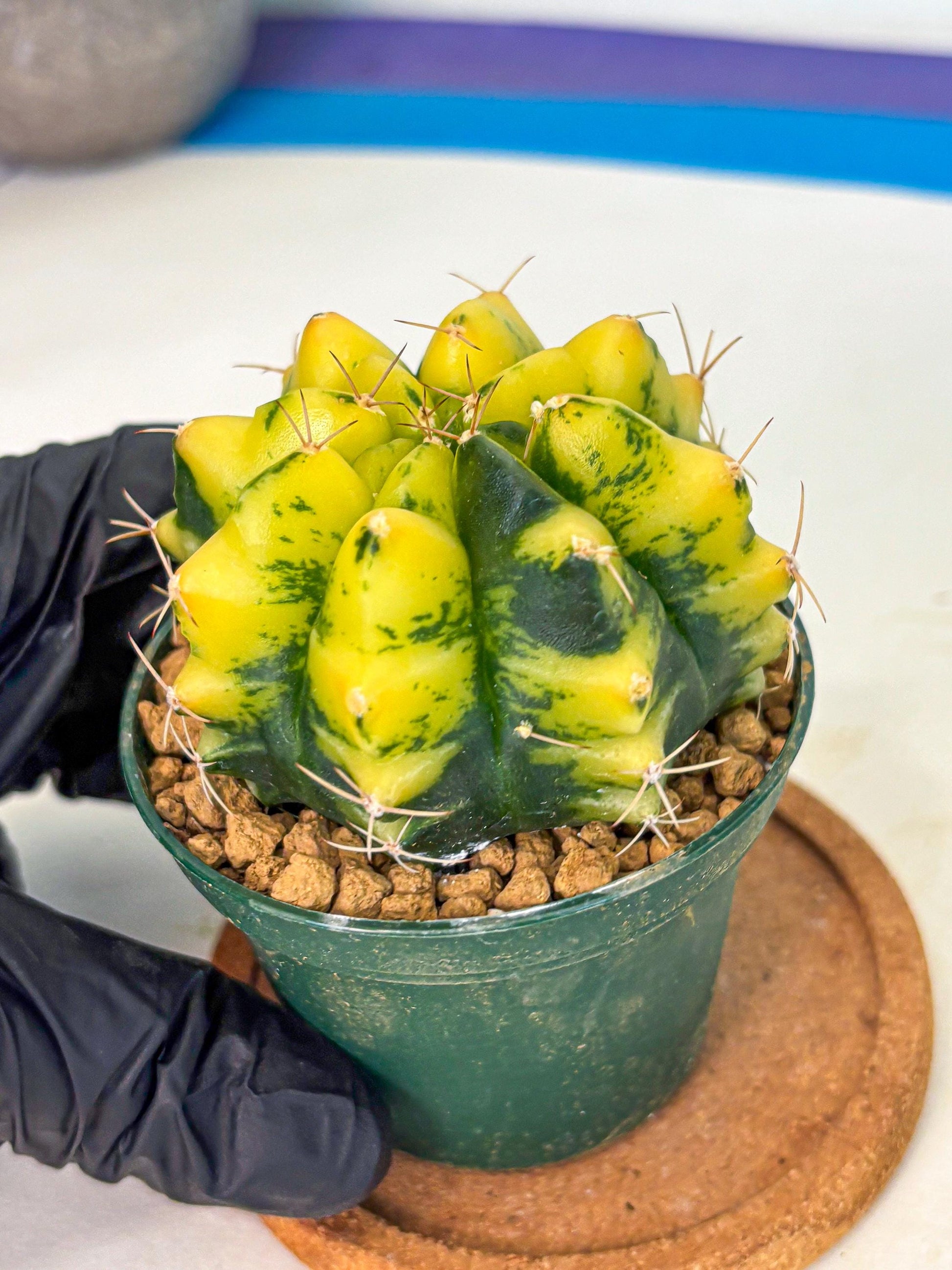 Gymnocalycium Moon Lover (gy6) (g5) | Special Hybrid cactus