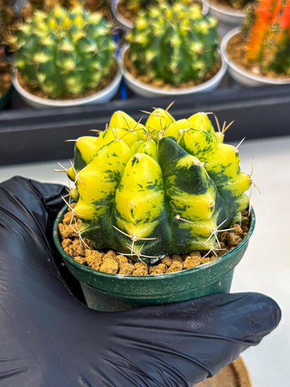 Gymnocalycium Moon Lover (gy6) (g5) | Special Hybrid cactus