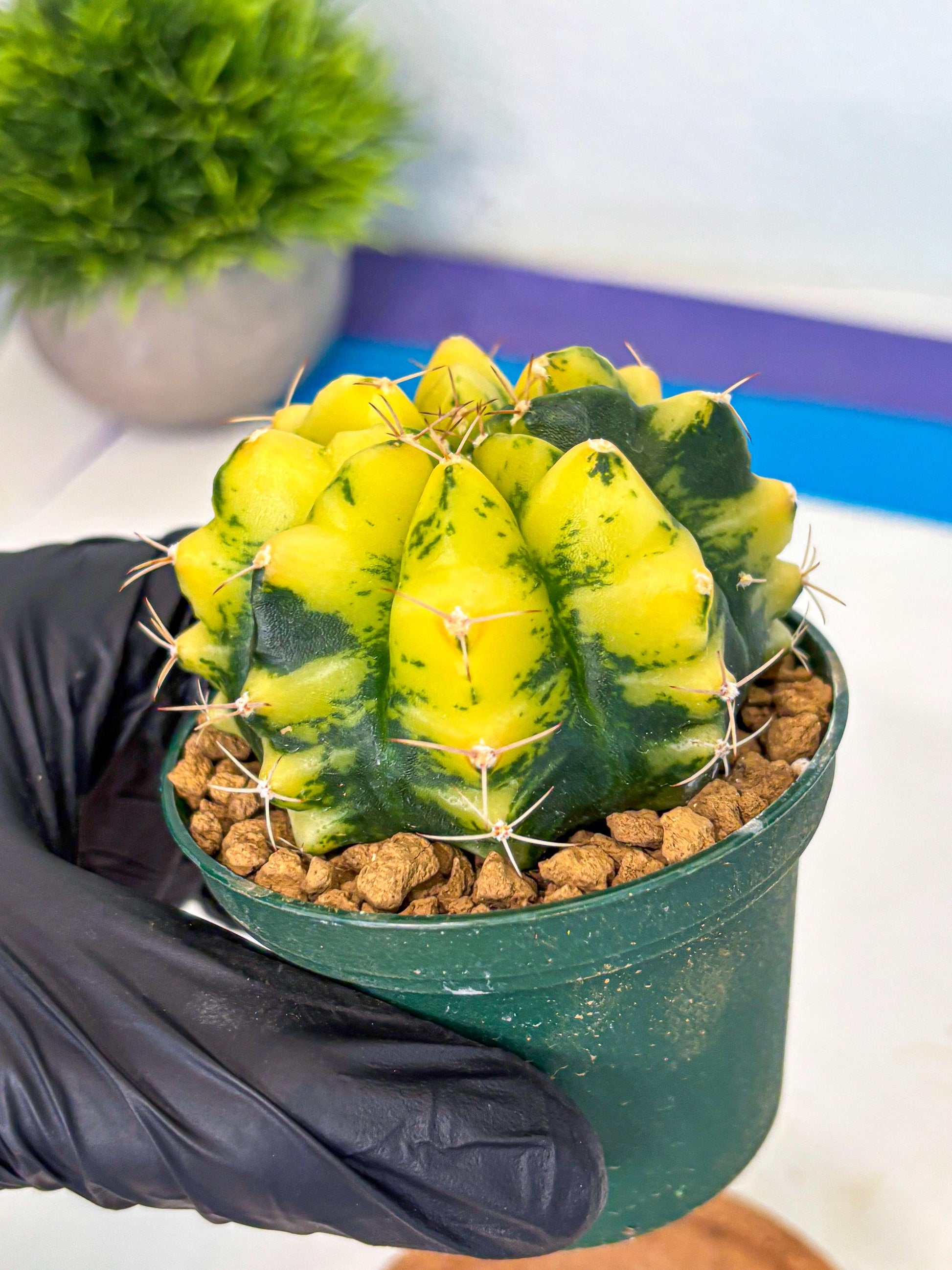 Gymnocalycium Moon Lover (gy6) (g5) | Special Hybrid cactus
