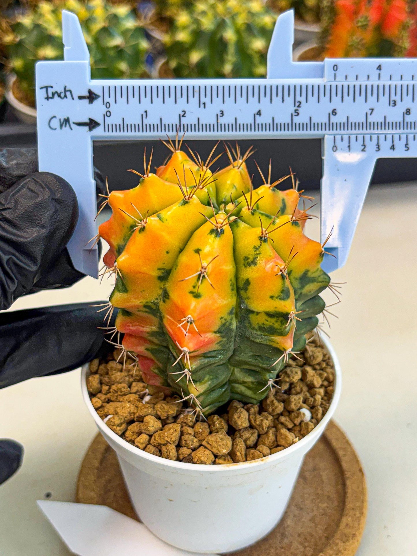 Gymnocalycium Carnelian (gy6) (g7) | Rare Hybrid cactus