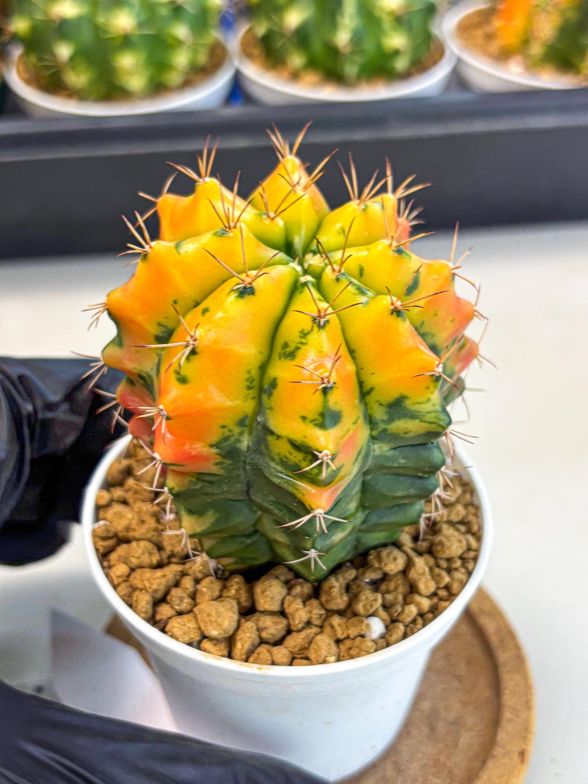 Gymnocalycium Carnelian (gy6) (g7) | Rare Hybrid cactus