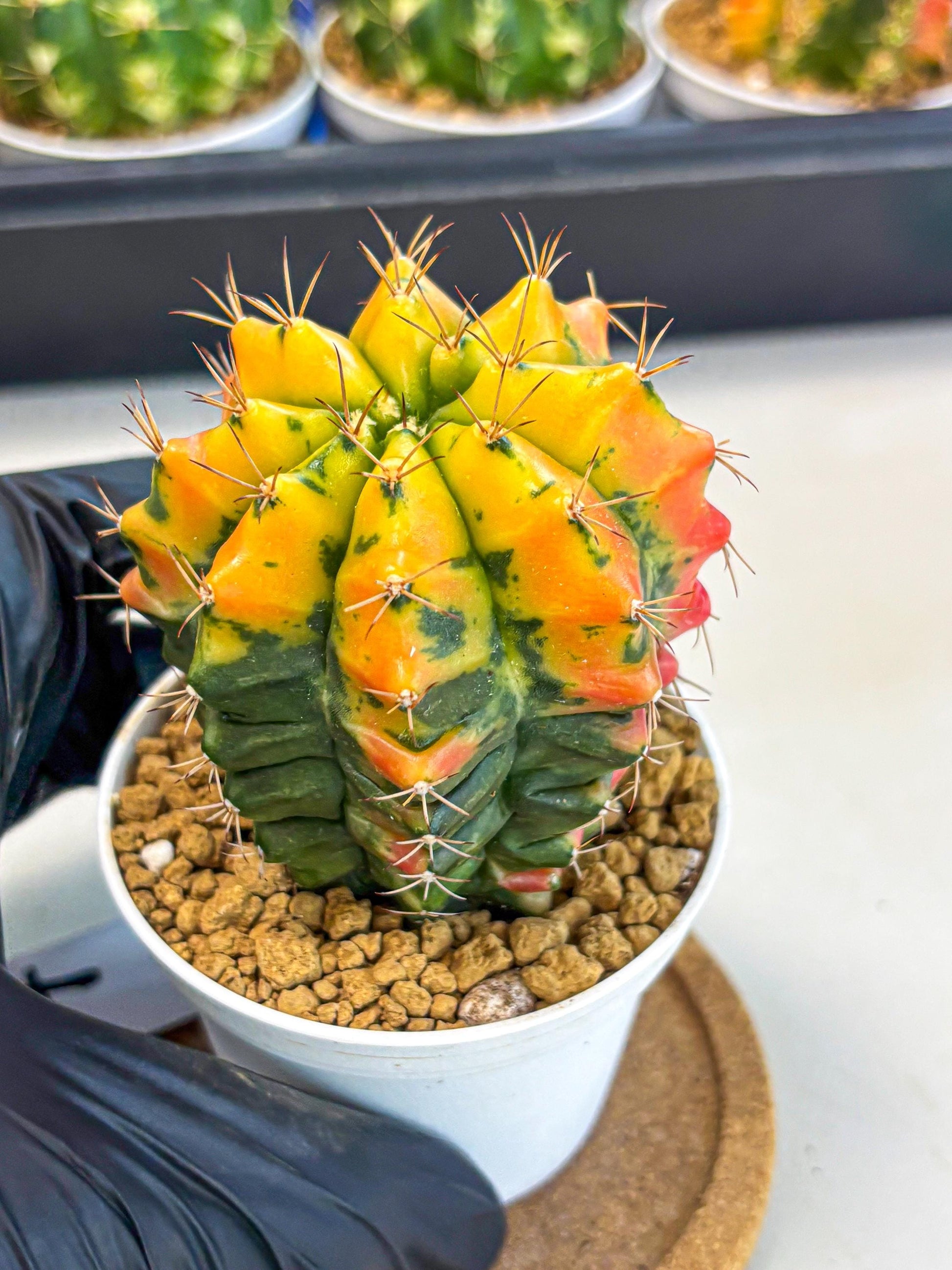 Gymnocalycium Carnelian (gy6) (g7) | Rare Hybrid cactus