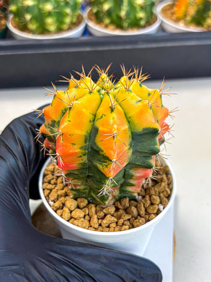 Gymnocalycium Carnelian (gy6) (g7) | Rare Hybrid cactus