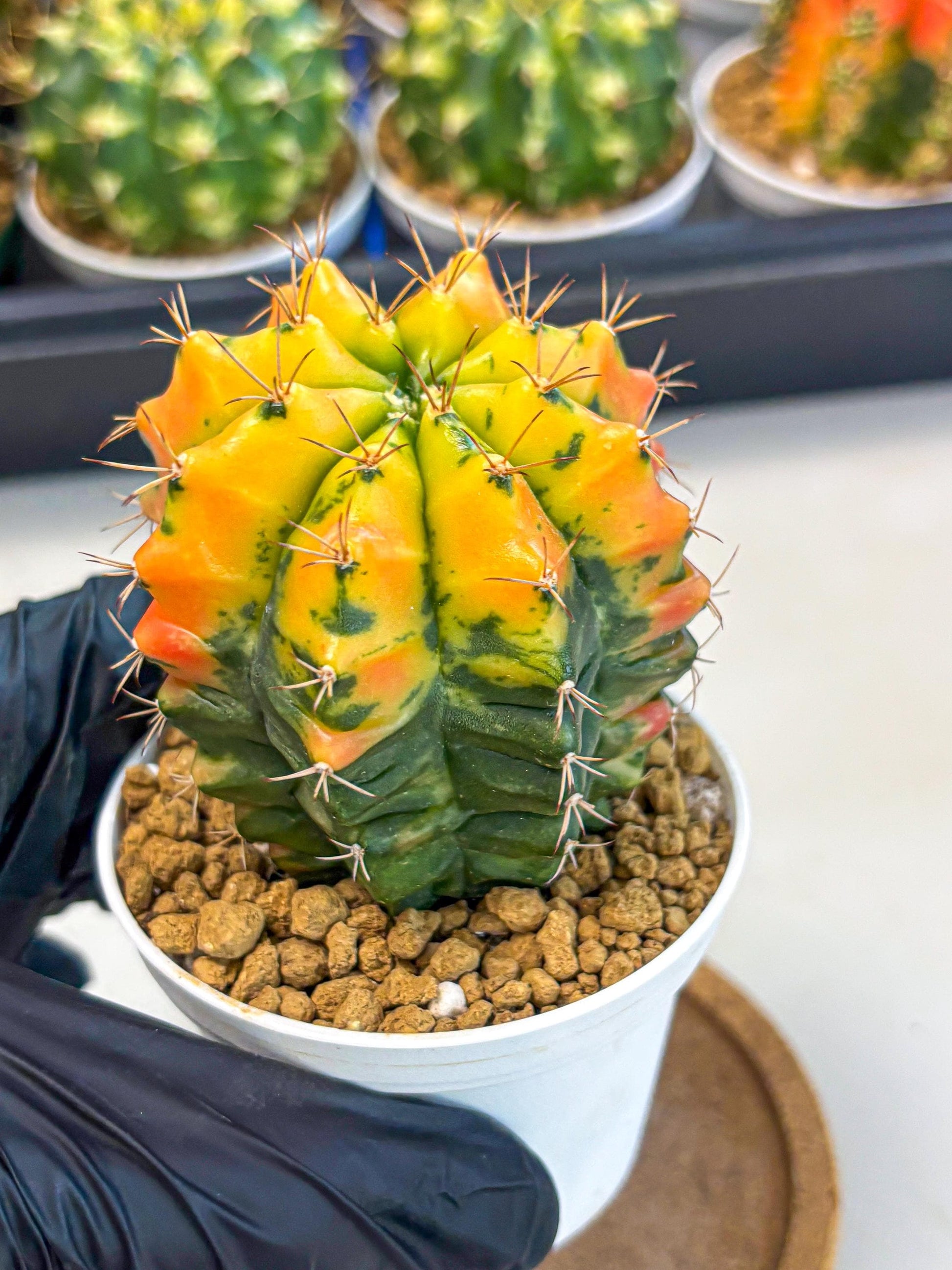 Gymnocalycium Carnelian (gy6) (g7) | Rare Hybrid cactus