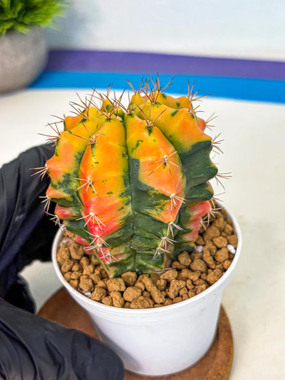 Gymnocalycium Carnelian (gy6) (g7) | Rare Hybrid cactus