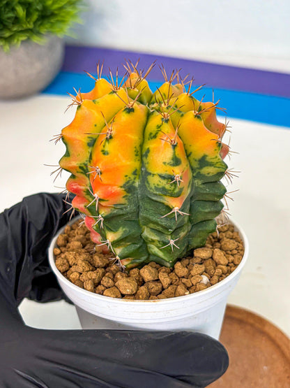 Gymnocalycium Carnelian (gy6) (g7) | Rare Hybrid cactus