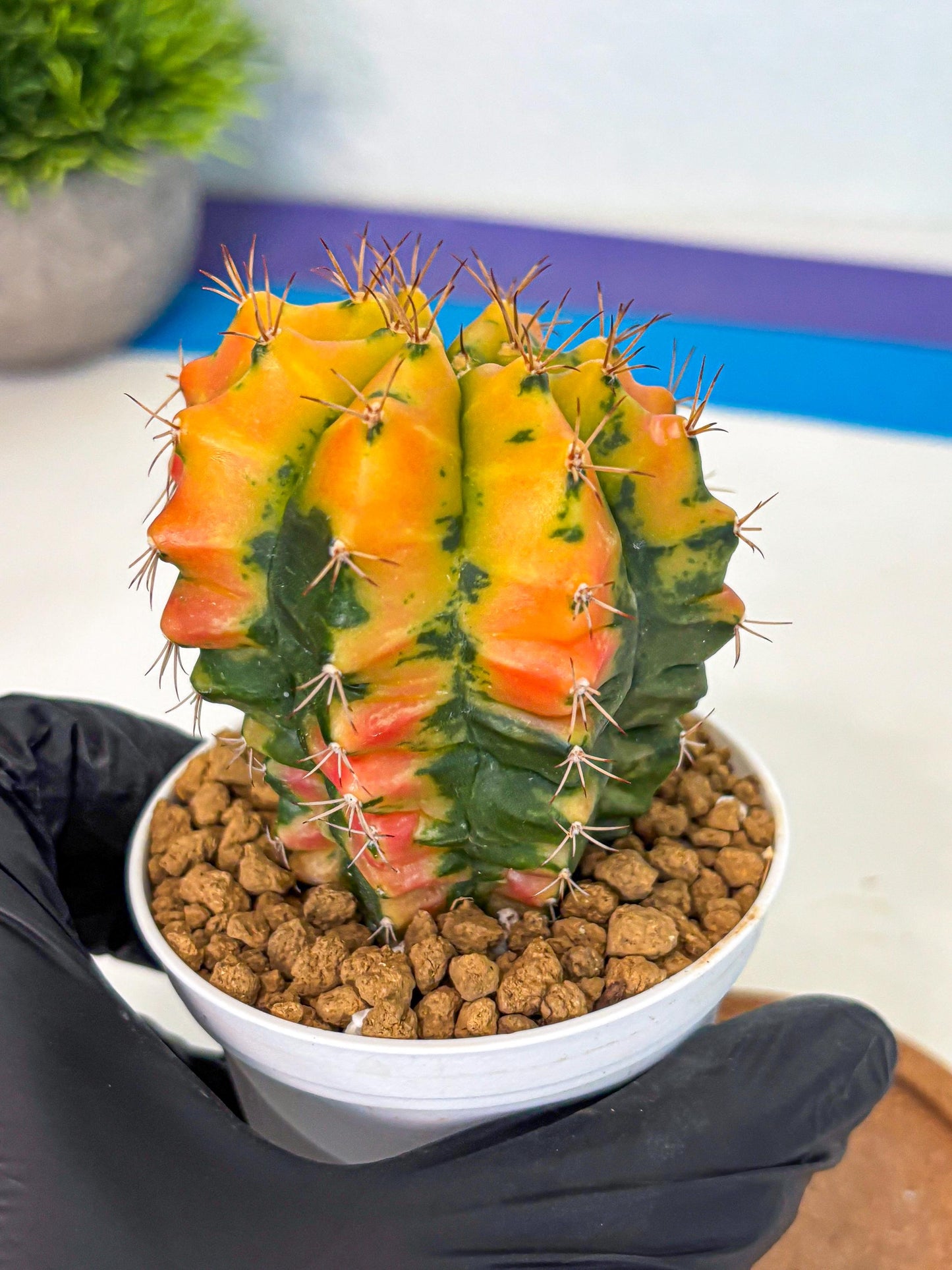 Gymnocalycium Carnelian (gy6) (g7) | Rare Hybrid cactus