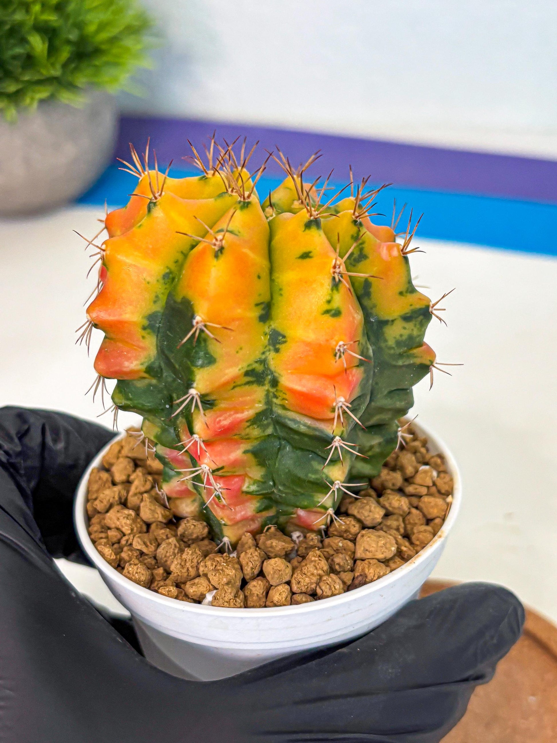 Gymnocalycium Carnelian (gy6) (g7) | Rare Hybrid cactus