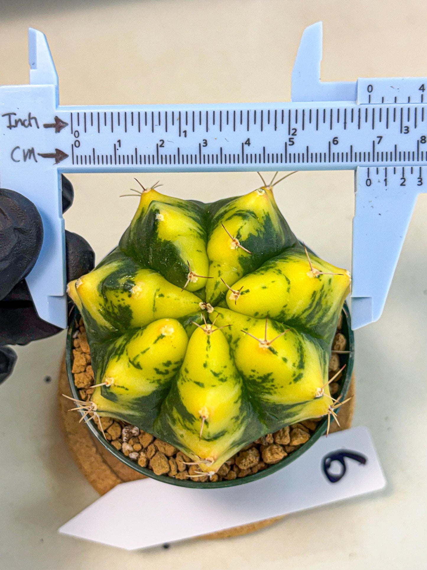 Gymnocalycium Moon Lover (gy6) (g6) | Special Hybrid cactus