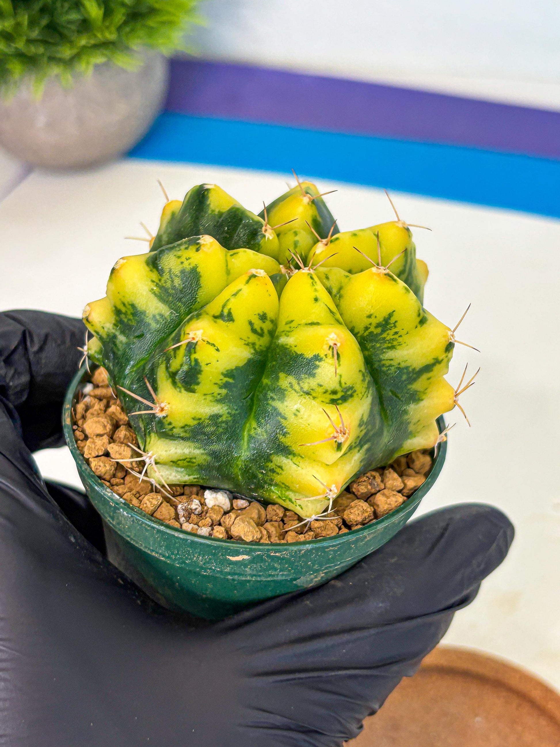 Gymnocalycium Moon Lover (gy6) (g6) | Special Hybrid cactus