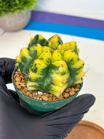 Gymnocalycium Moon Lover (gy6) (g6) | Special Hybrid cactus