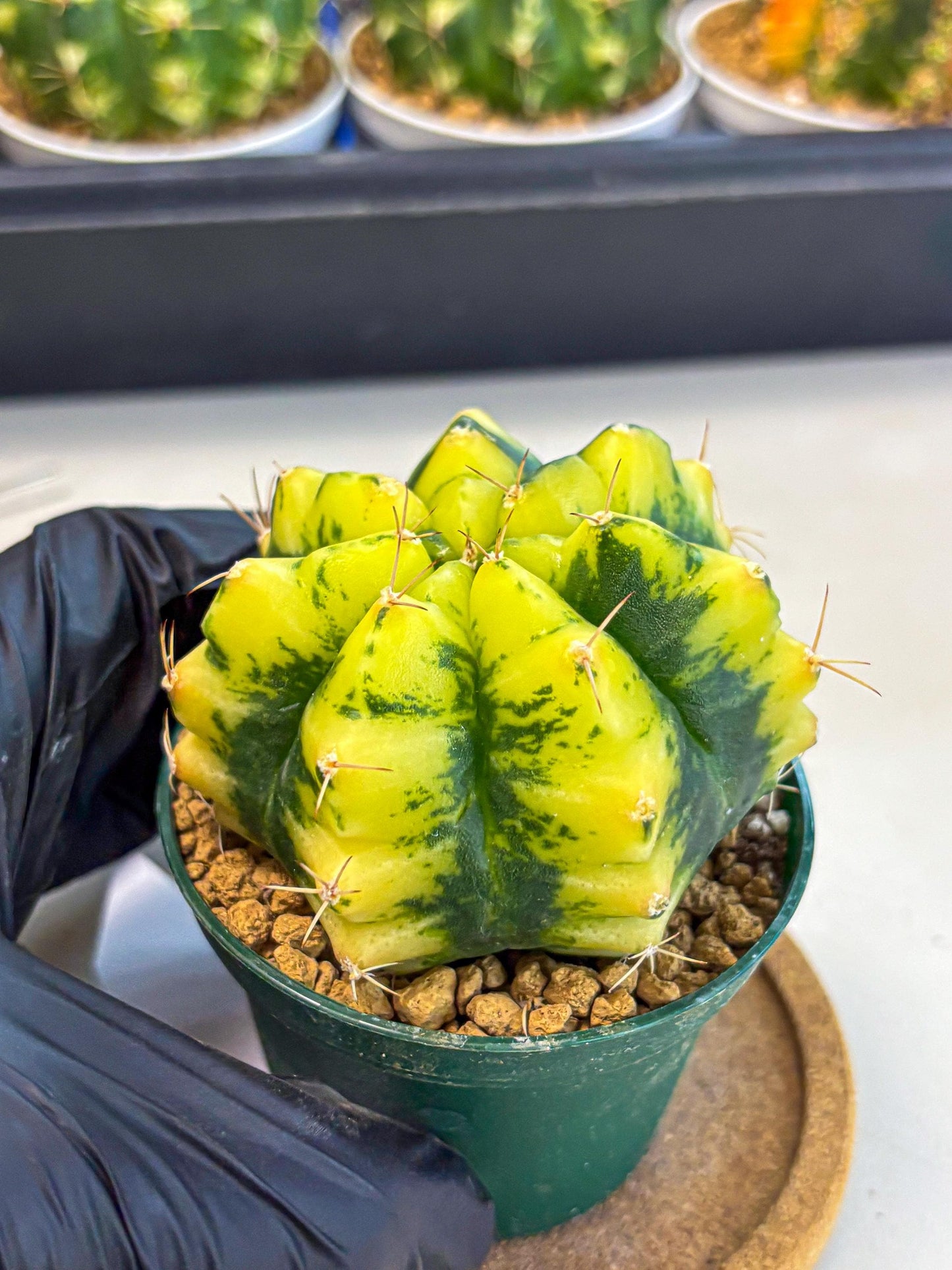 Gymnocalycium Moon Lover (gy6) (g6) | Special Hybrid cactus