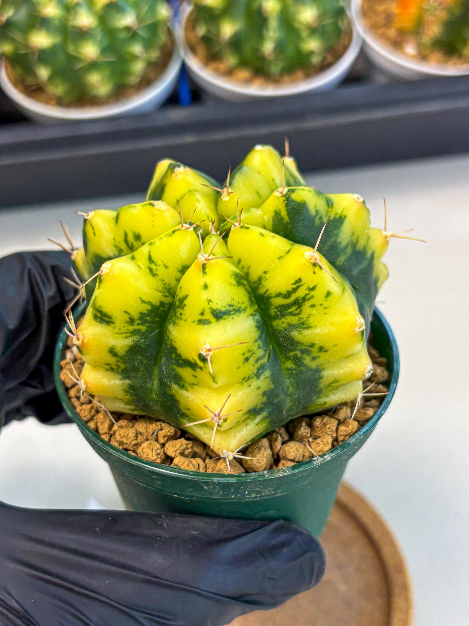 Gymnocalycium Moon Lover (gy6) (g6) | Special Hybrid cactus
