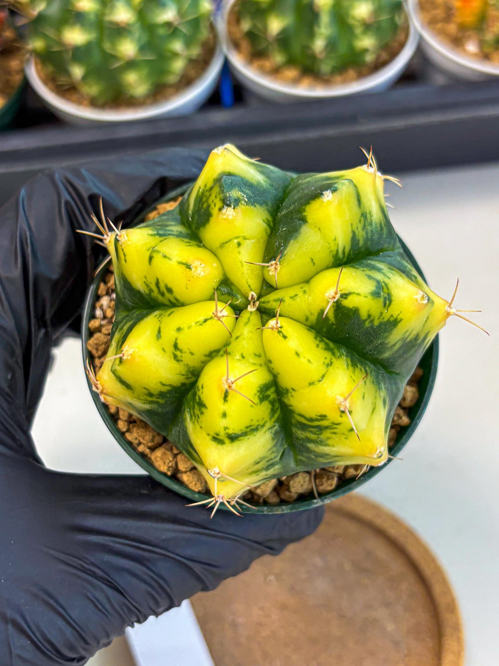 Gymnocalycium Moon Lover (gy6) (g6) | Special Hybrid cactus