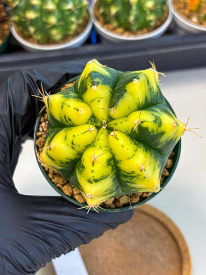 Gymnocalycium Moon Lover (gy6) (g6) | Special Hybrid cactus
