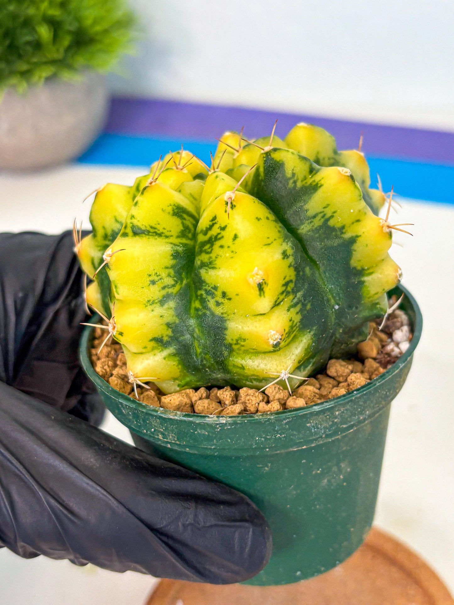 Gymnocalycium Moon Lover (gy6) (g6) | Special Hybrid cactus