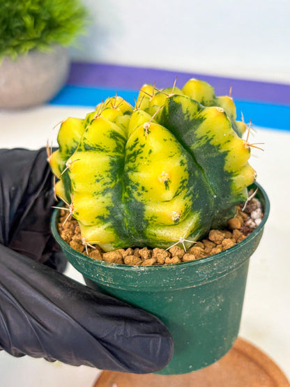 Gymnocalycium Moon Lover (gy6) (g6) | Special Hybrid cactus