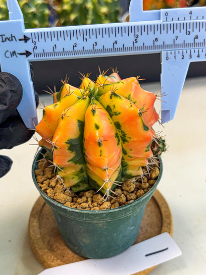 Gymnocalycium Carnelian (gy6) (y1) | Rare Hybrid cactus