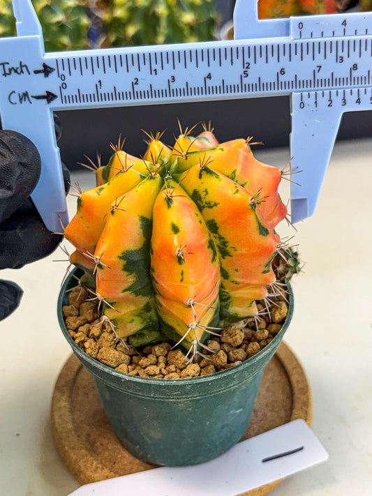 Gymnocalycium Carnelian (gy6) (y1) | Rare Hybrid cactus