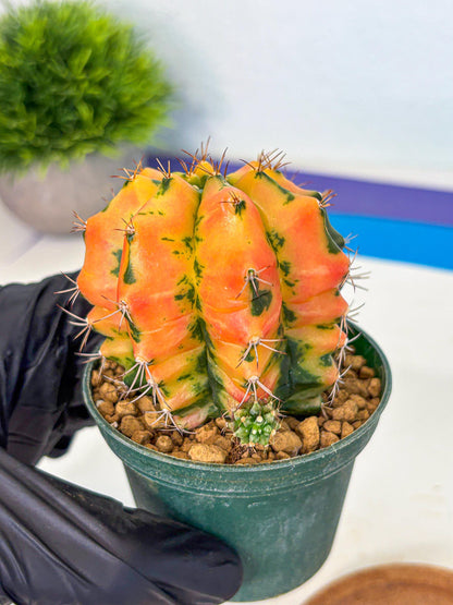 Gymnocalycium Carnelian (gy6) (y1) | Rare Hybrid cactus