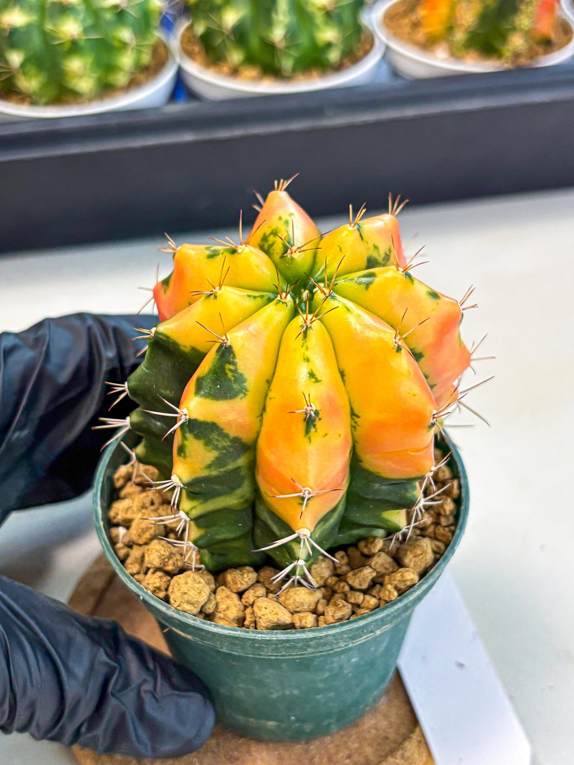 Gymnocalycium Carnelian (gy6) (y1) | Rare Hybrid cactus
