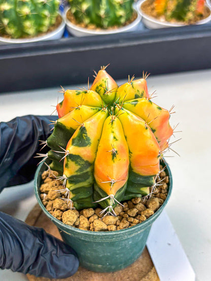 Gymnocalycium Carnelian (gy6) (y1) | Rare Hybrid cactus