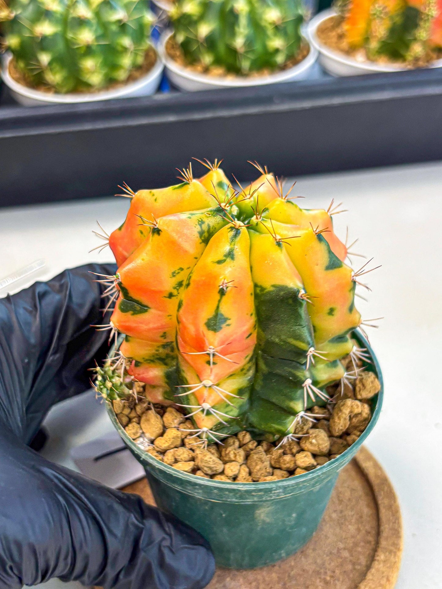 Gymnocalycium Carnelian (gy6) (y1) | Rare Hybrid cactus
