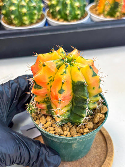 Gymnocalycium Carnelian (gy6) (y1) | Rare Hybrid cactus